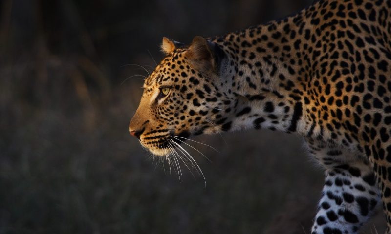 Royal Malewane Lodge, Mpumalanga - South Africa