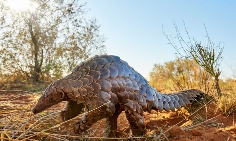 Tswalu Kalahari Game Reserve