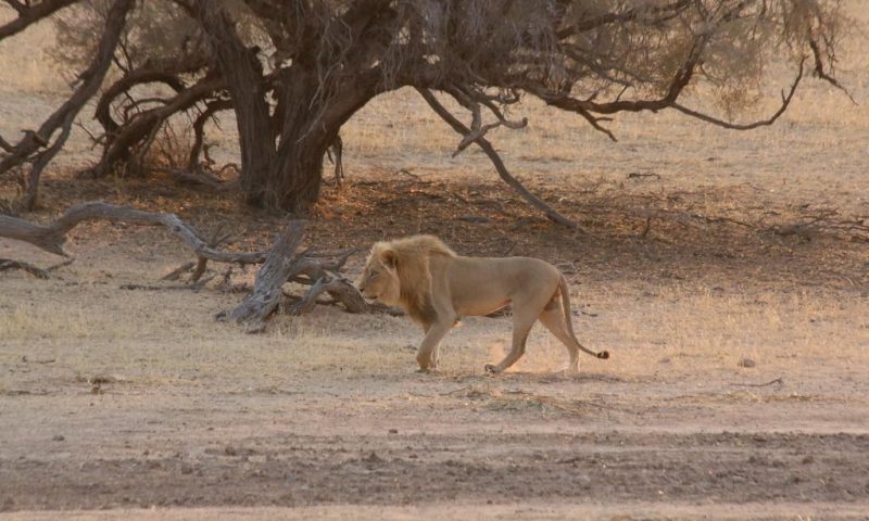 Xaus Lodge Kgalagadi