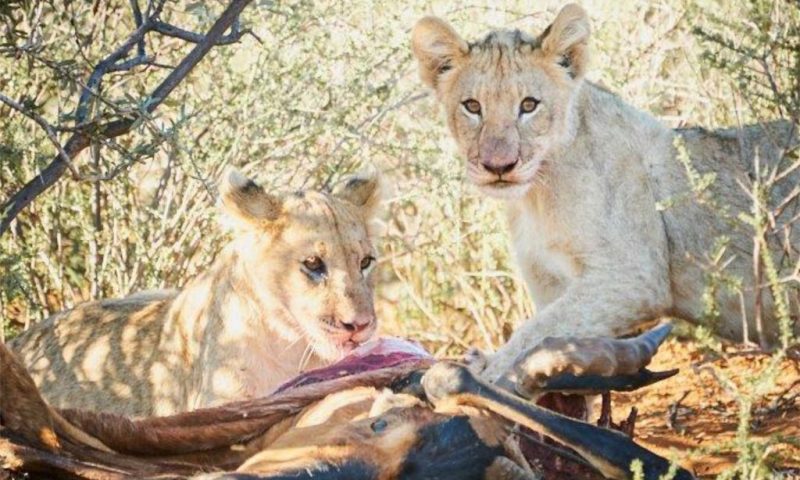 Tswalu Kalahari Game Reserve