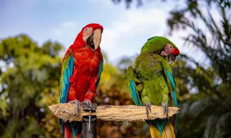Las Mañanitas Cuernavaca