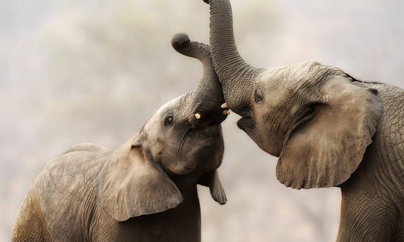 Jabulani Safaris