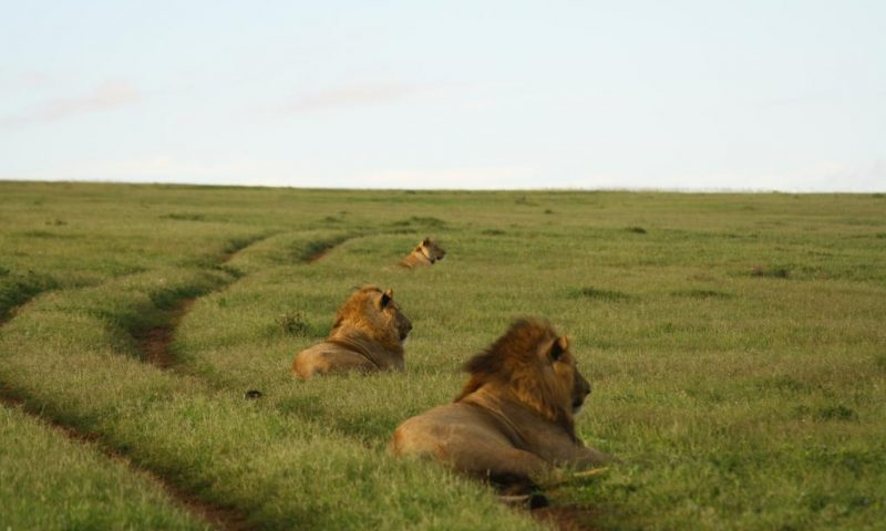 Gorah Elephant Camp