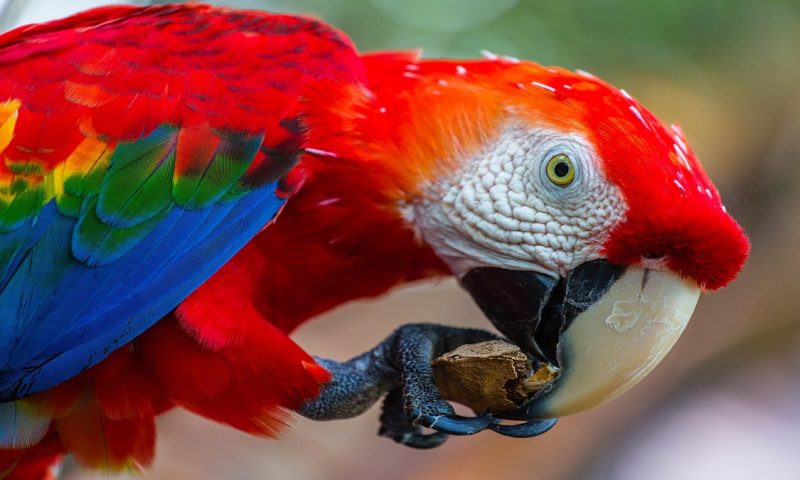 Juma Amazon Lodge - Brazil