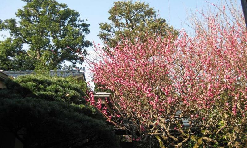 Ryokan Gyokutei Kanagawa - Japan