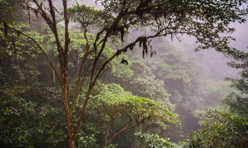 Mashpi Lodge - Ecuador