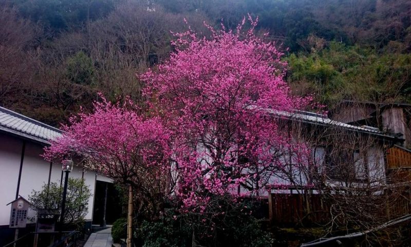 Ryokan Beppu Showaen