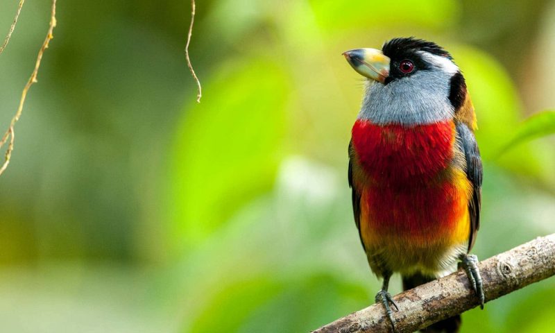 Mashpi Lodge - Ecuador