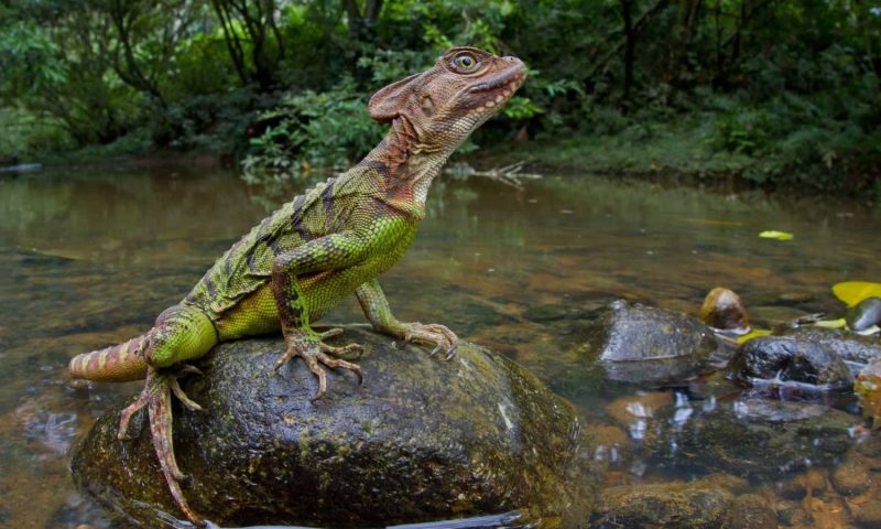 Mashpi Lodge - Ecuador