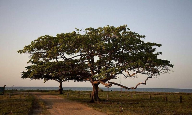 Fazenda Sao Francisco Corumbau - Brazil