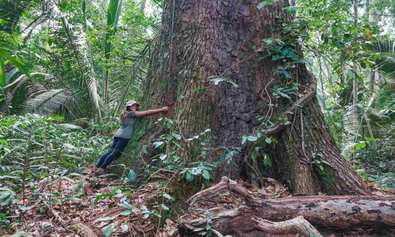 Juma Amazon Lodge - Brazil