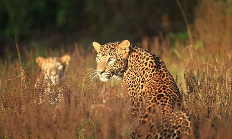 Wild Coast Tented Lodge - Sri Lanka