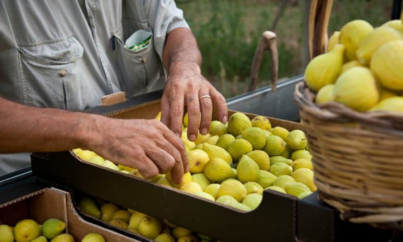 Tenuta Furnirussi Carpignano, Puglia - Italy