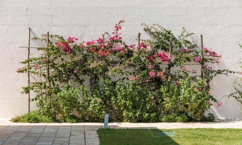 Tenuta Furnirussi Carpignano, Puglia - Italy