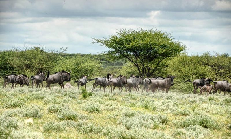 Deception Valley Lodge - Botswana