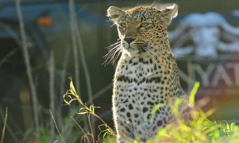 Inyati Game Lodge Sabi Sand, Limpopo - South Africa