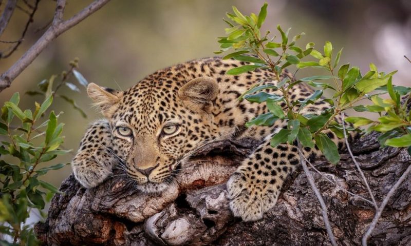 Jock Safari Lodge, Mpumalanga - South Africa