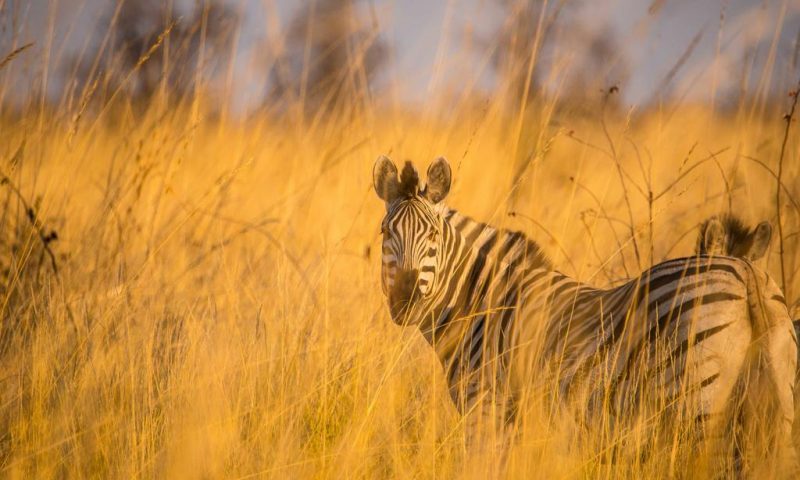 Ghoha Hills Savuti - Botswana