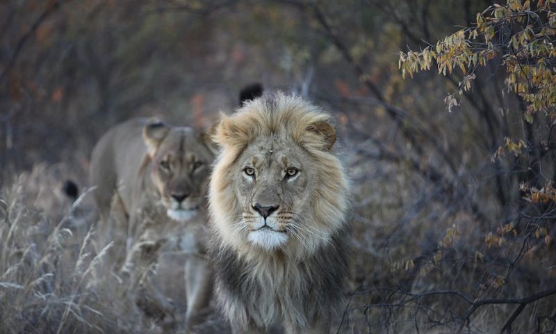 Deception Valley Lodge - Botswana