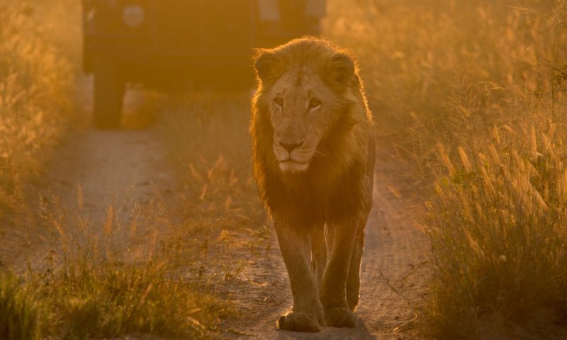 Lion Sands Ivory Lodge Sabi Sand, Mpumalanga - South Africa