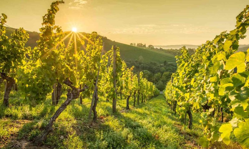 Terra Antica Montepulciano, Tuscany - Italy