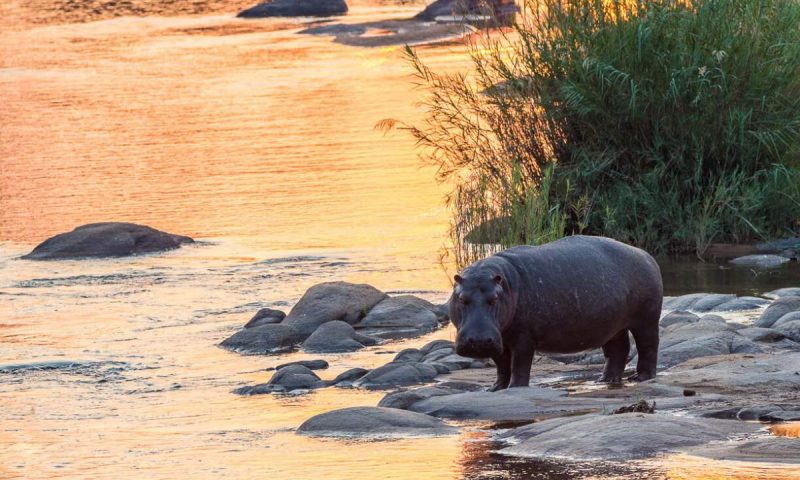 Lion Sands Ivory Lodge Sabi Sand, Mpumalanga - South Africa