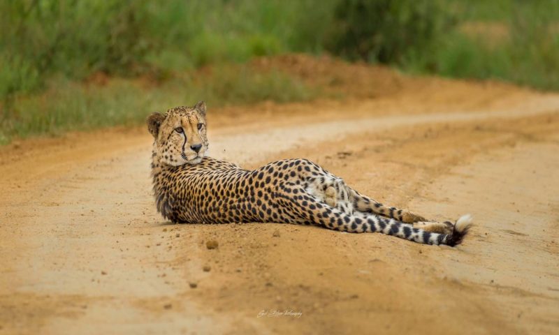 Impodimo Game Lodge, North West - South Africa