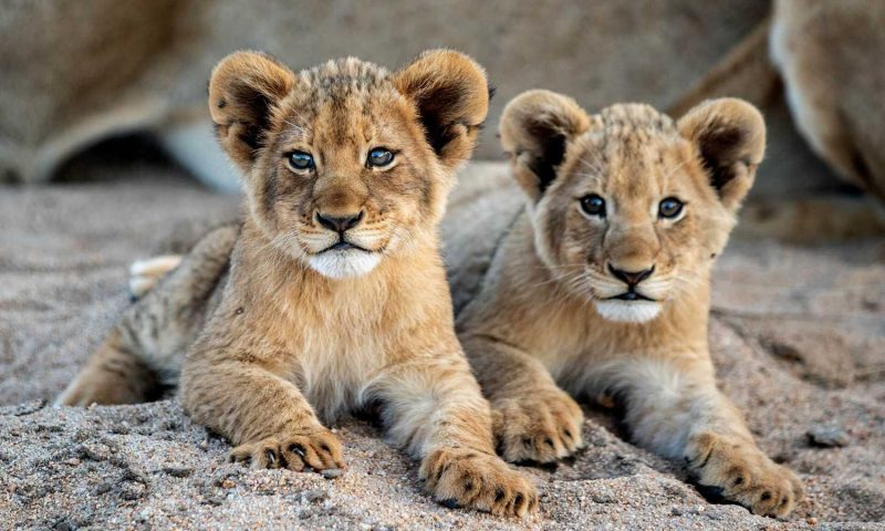 Lion Sands Ivory Lodge Sabi Sand, Mpumalanga - South Africa