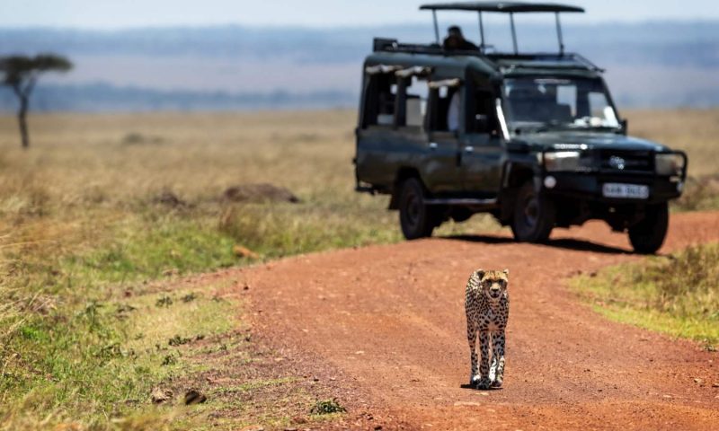Madikwe Safari Lodge, North West - South Africa