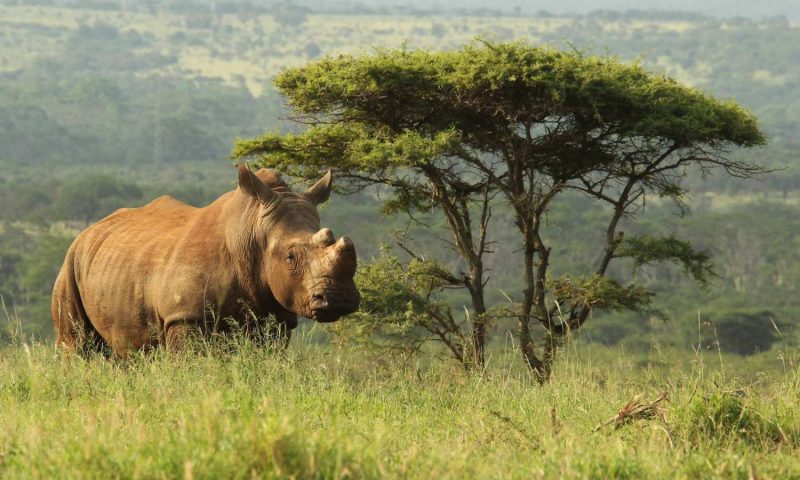 Thanda Private Game, KwaZulu Natal - South Africa