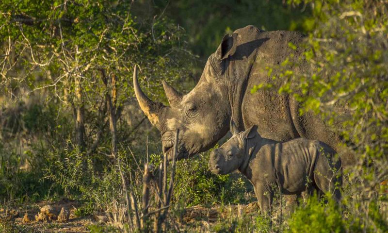 Impodimo Game Lodge, North West - South Africa