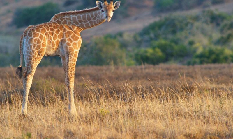 Shamwari Sarili, Eastern Cape - South Africa