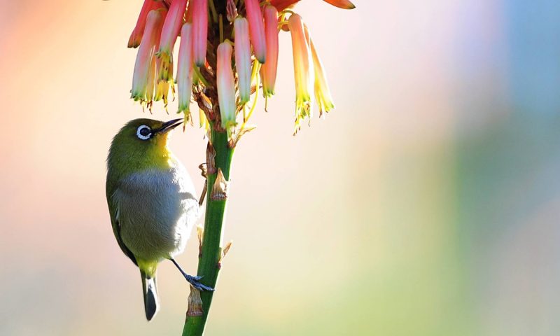 Shamwari Sarili, Eastern Cape - South Africa