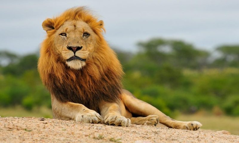 Inyati Game Lodge Sabi Sand, Limpopo - South Africa