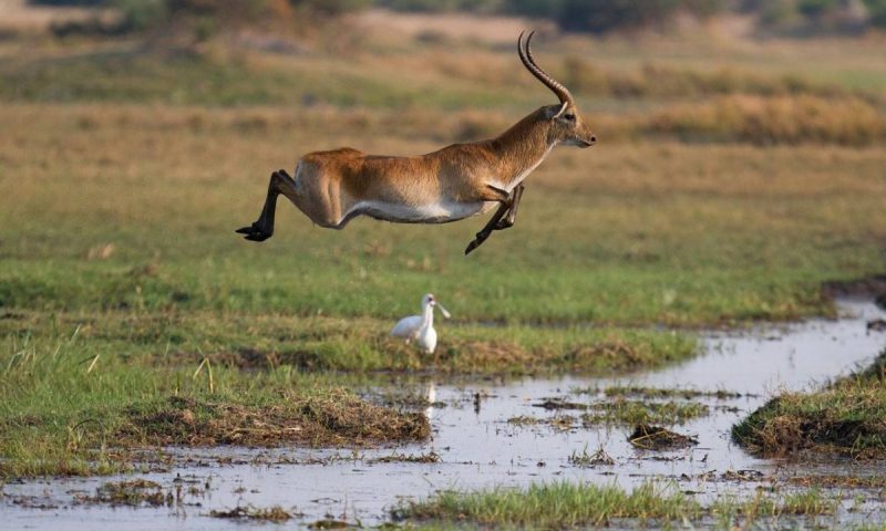 Mara Plains Camp - Kenya