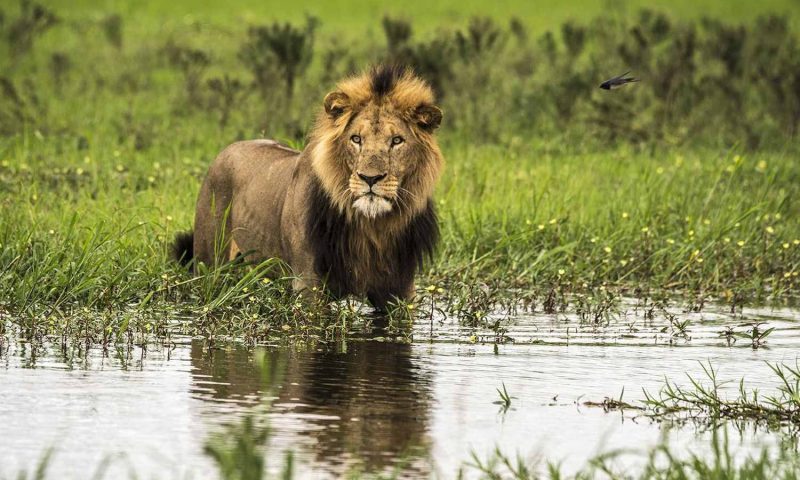 Mara Plains Camp - Kenya