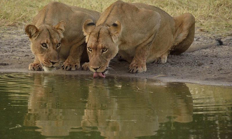 Deception Valley Lodge - Botswana