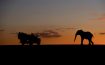 Impodimo Game Lodge, North West - South Africa
