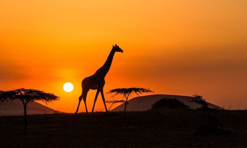 Mara Plains Camp - Kenya