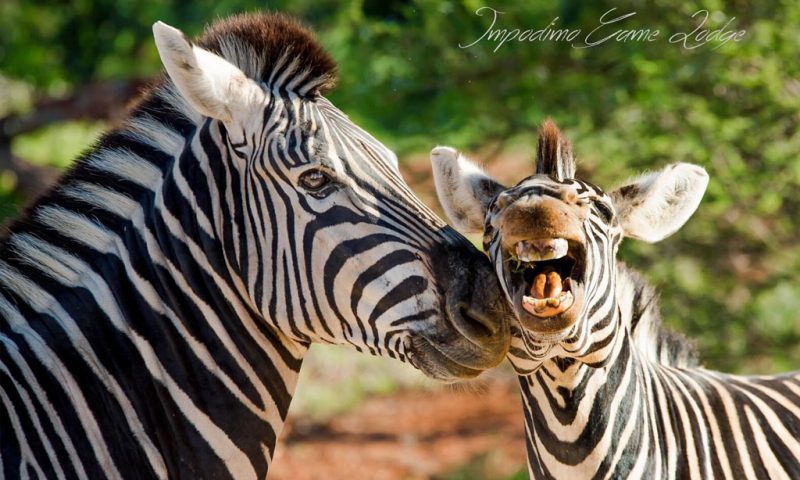 Impodimo Game Lodge, North West - South Africa