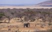 Mara Plains Camp - Kenya