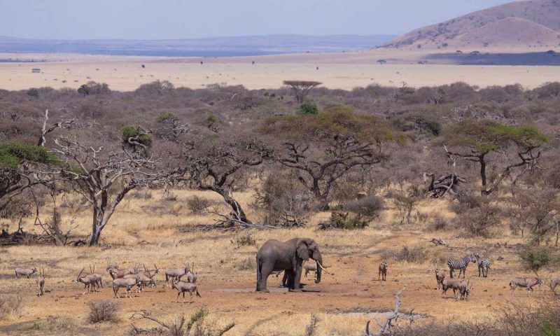 Mara Plains Camp - Kenya