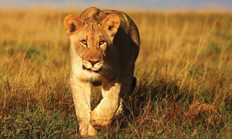 Shamwari Sarili, Eastern Cape - South Africa