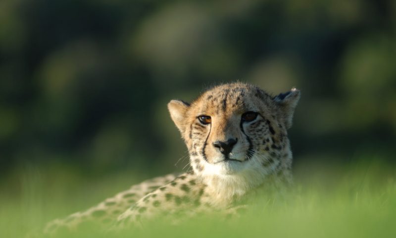 Hopewell Private Game Reserve, Eastern Cape - South Africa