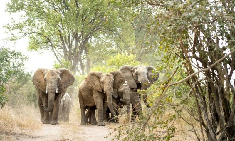 Singita Ebony Lodge Sabi Sands, Mpumalanga - South Africa