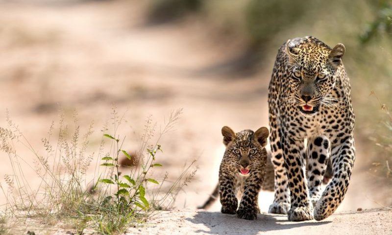 Singita Ebony Lodge Sabi Sands, Mpumalanga - South Africa