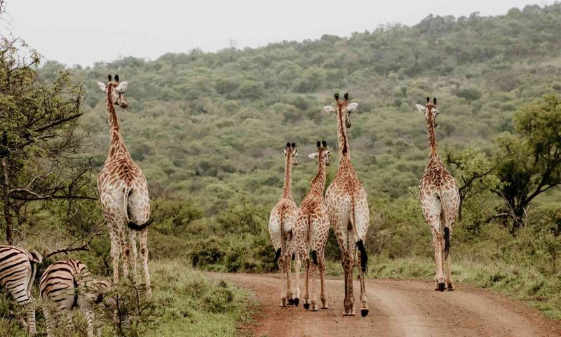 Thanda Private Game, KwaZulu Natal - South Africa
