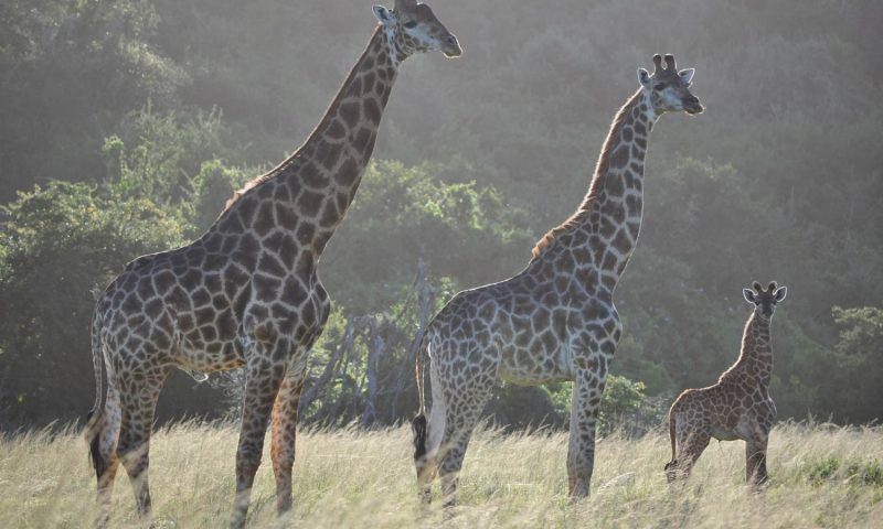 Hopewell Private Game Reserve, Eastern Cape - South Africa