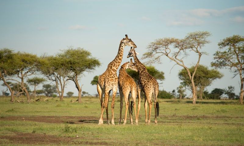 Singita Grumeti Faru Faru Lodge - Tanzania