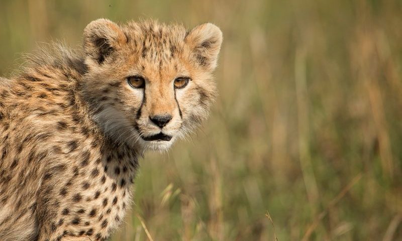 Singita Grumeti Faru Faru Lodge - Tanzania